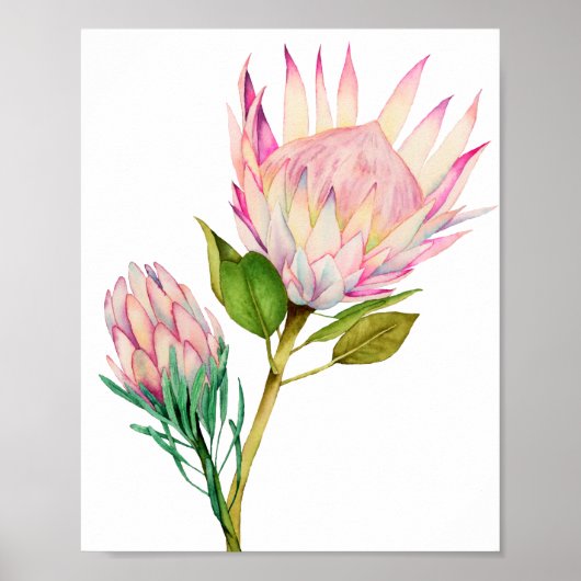 Impression d'aquarelle King Protea Flowers (Devant)