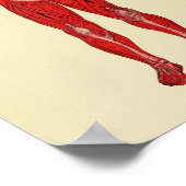 Impression d'art anatomique musculaire vintage de  (Coin)