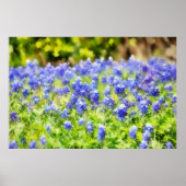 Impression d'art aquarelle de bleuets du Texas (Devant)