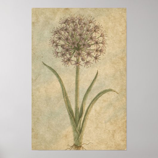 Impression d'art botanique d'Allium (Devant)