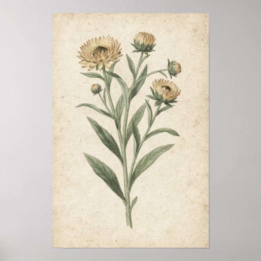 Impression d'art botanique de strawflower (Devant)