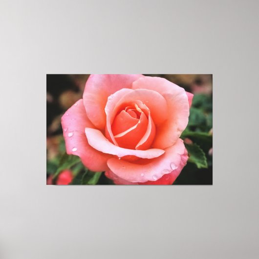 Impression d'art botanique Rose romantique (Recto)