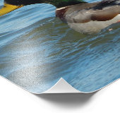 Impression d'art : Canard colvert (Coin)