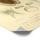 Impression d'art couleur de cuttlefish de 1845 vin (Coin)