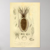Impression d'art couleur de cuttlefish de 1845 vin (Devant)