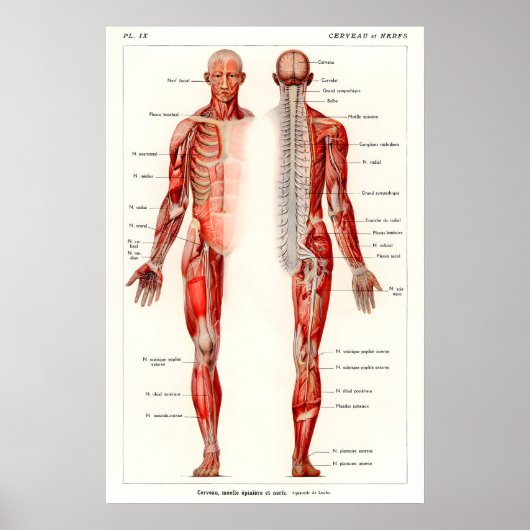 Impression d'art d'anatomie humaine antique du 19e (Devant)