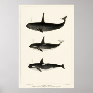 Impression d'art de baleine orque vintage Marine d