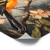 Impression d'art de la poster de Baltimore Oriole, (Coin)