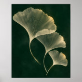 Impression d'art de l'archive Ginkgo Light (Devant)