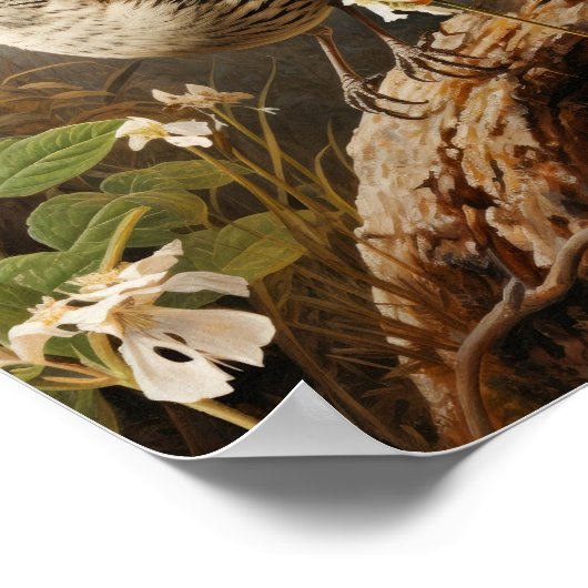 Impression d'art de Troglodyte de Bewick Affiche, (Coin)