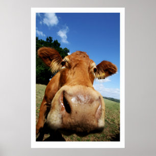 Impression d'art fine de vache curieuse Animal de