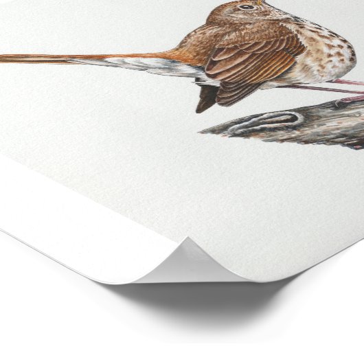 Impression d'art Hermit Thrush (Coin)