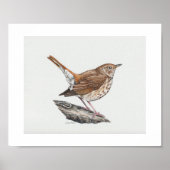 Impression d'art Hermit Thrush (Devant)