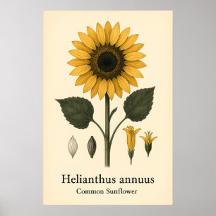 Impression d'art mat de plante de tournesol commun