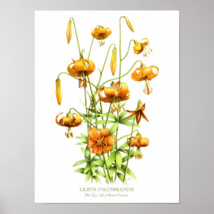 Impression d'art originale de lys tigre orange sau