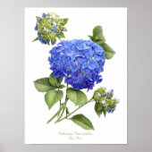 Impression d'art originale Hydrangea Bleue (Devant)