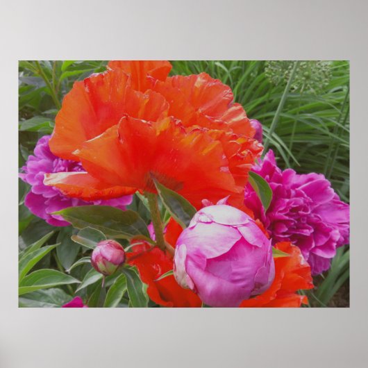 Impression d'art : Papes, Peonies, Orange et Rose (Devant)