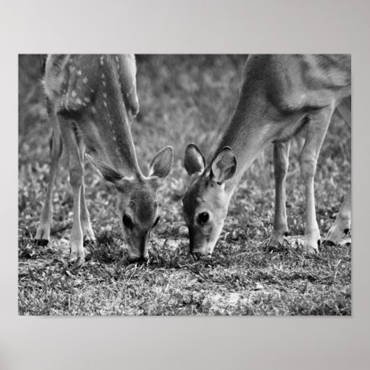 Impression d'art photographique de faons qui paiss (Devant)
