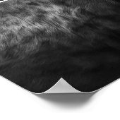 Impression d'art photographique de vache Longhorn (Coin)