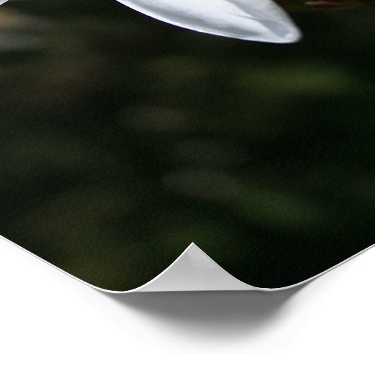 Impression d'art Plumeria blanche (Coin)