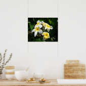 Impression d'art Plumeria blanche (Cuisine)
