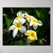 Impression d'art Plumeria blanche (Devant)