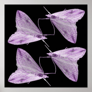 Impression d'art pourpre Moth