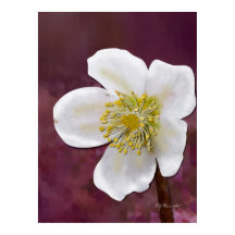 Impression d'art signée de la Rose d'Hiver en haut