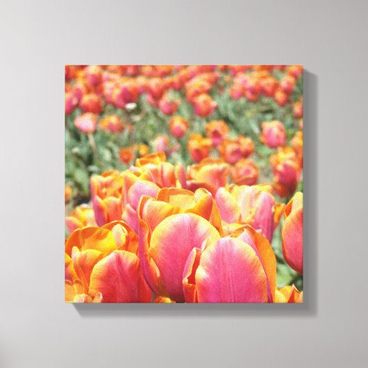 impression d'art sur toile 12x12 Fleurs de Tulipe (Recto)