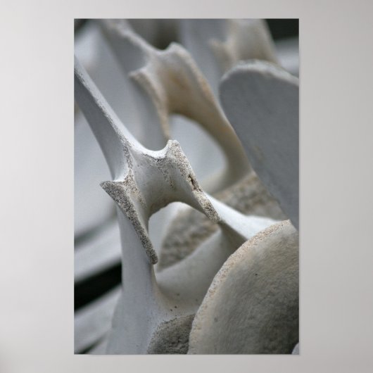 Impression d'art : Vertebrae de baleine (Devant)