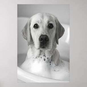 Impression de bain moussant Labrador, Art de salle