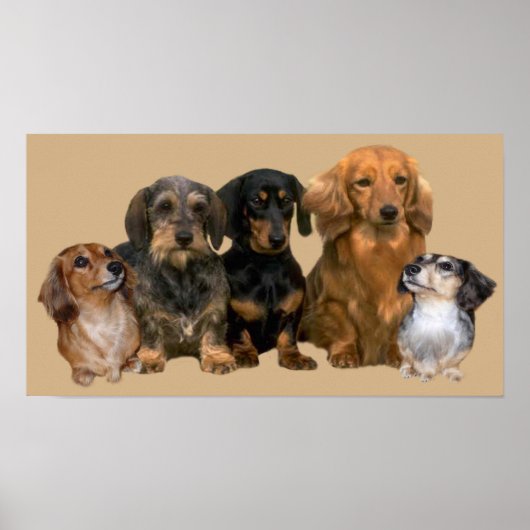 Impression de bande Dachshund (Devant)
