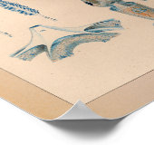 Impression de calmar couleur Vintage 1851 (Coin)