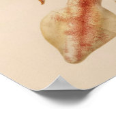 Impression de calmar couleur Vintage 1896 (Coin)