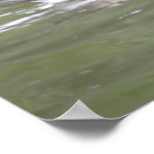 Impression de canard sur le lac (Coin)