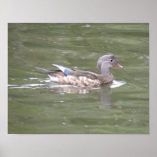 Impression de canard sur le lac