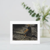 Impression de carte postale de loup accessible (Debout devant)