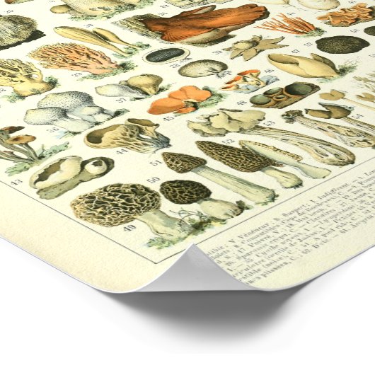 Impression de champignon Adolphe Millot Champignon (Coin)