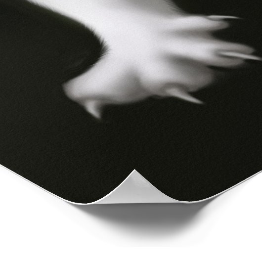 Impression de chats blancs extensible (Coin)