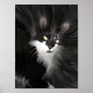 Impression de chats surréalistes