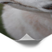 Impression de chèvre blanche (Coin)