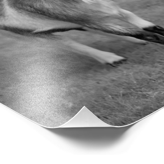 Impression de chèvre pygmée (noir et blanc) (Coin)