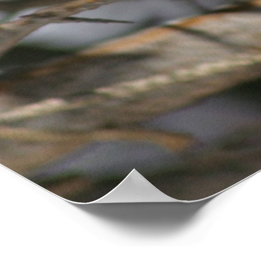 Impression de chickadé noir plafonné (Coin)