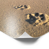 Impression de chien dans le sable (Coin)