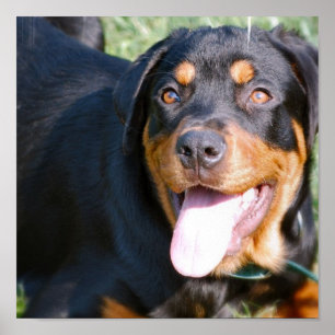 Impression de chien Rottweiler