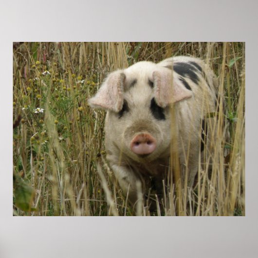 Impression de cochon mignon (Devant)