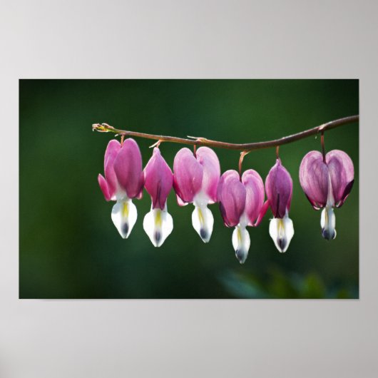 Impression de coeurs délicats (Devant)