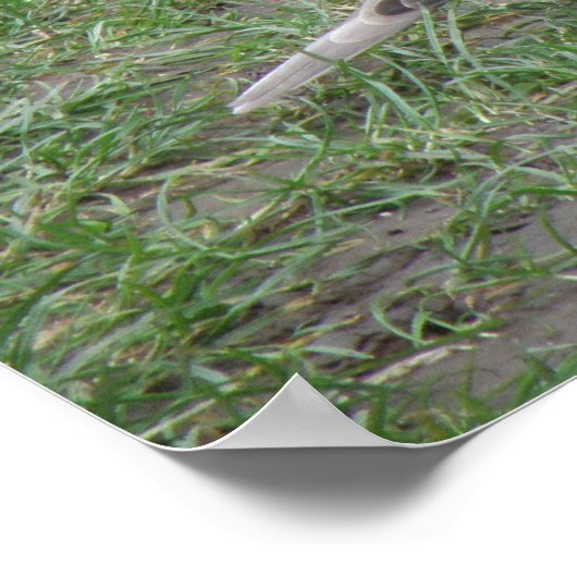 Impression de colombe en série (Coin)