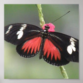 Impression de conception photo papillon (Devant)