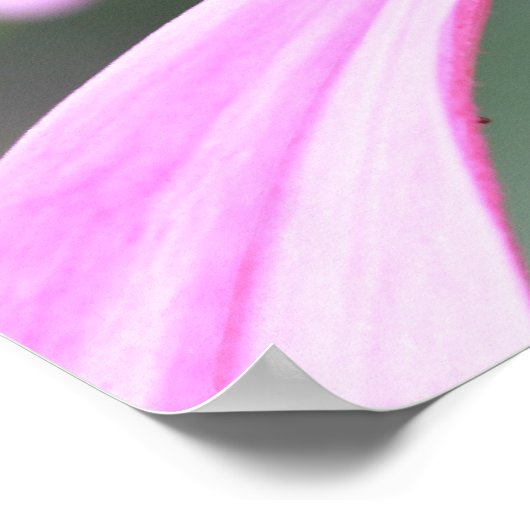 Impression de coneflower violet (Coin)